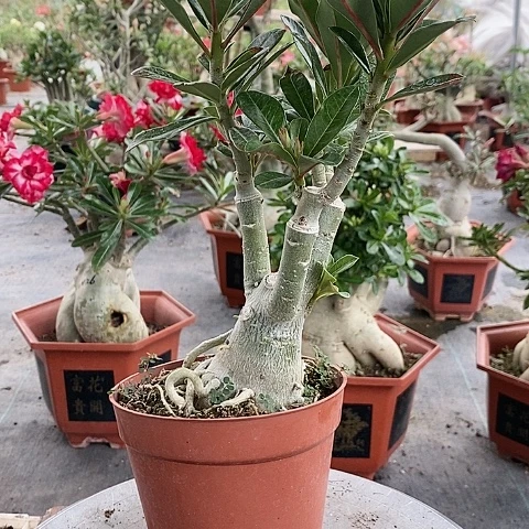 【闪购商品】无花朵运*绿植