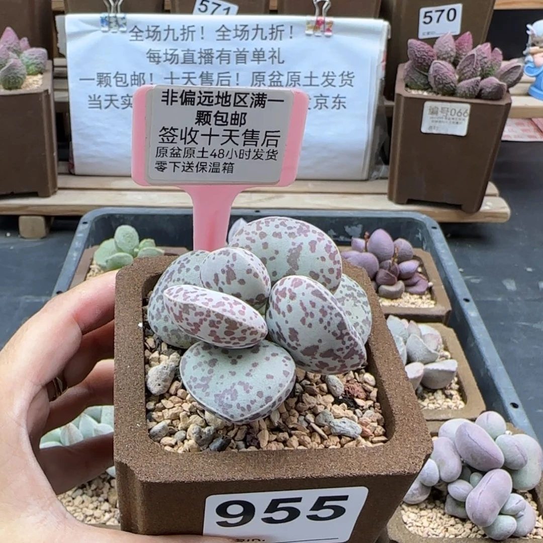 955花旦多肉植物
