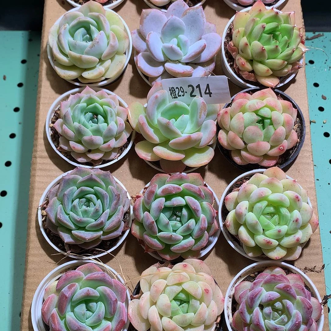 29-214一物一拍带盆18颗