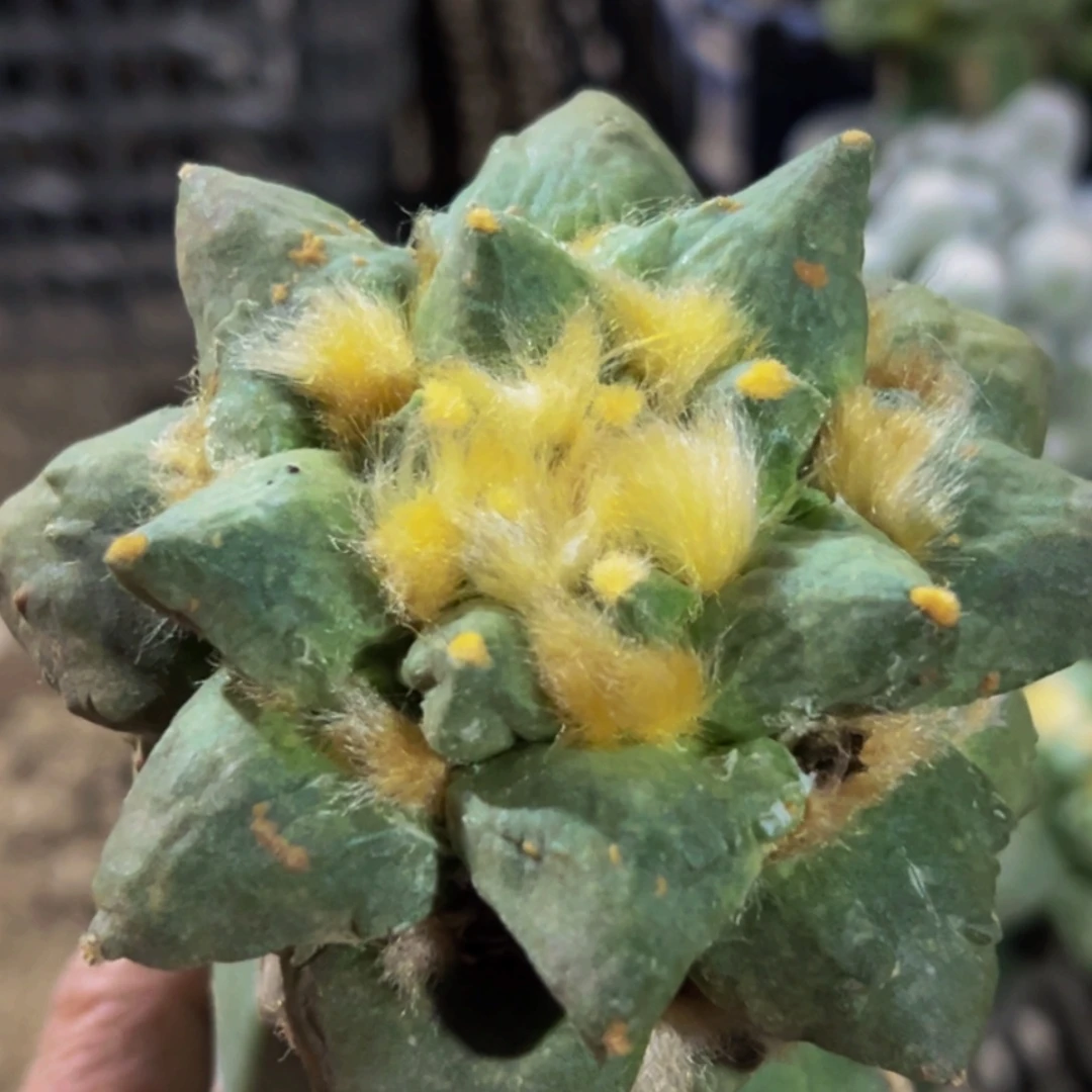 无花朵福利金毛大尤玉牡丹277