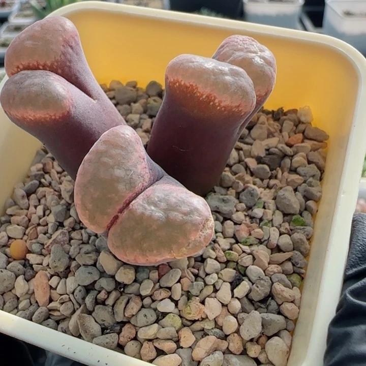 多肉植物麒麟风铃母本31号