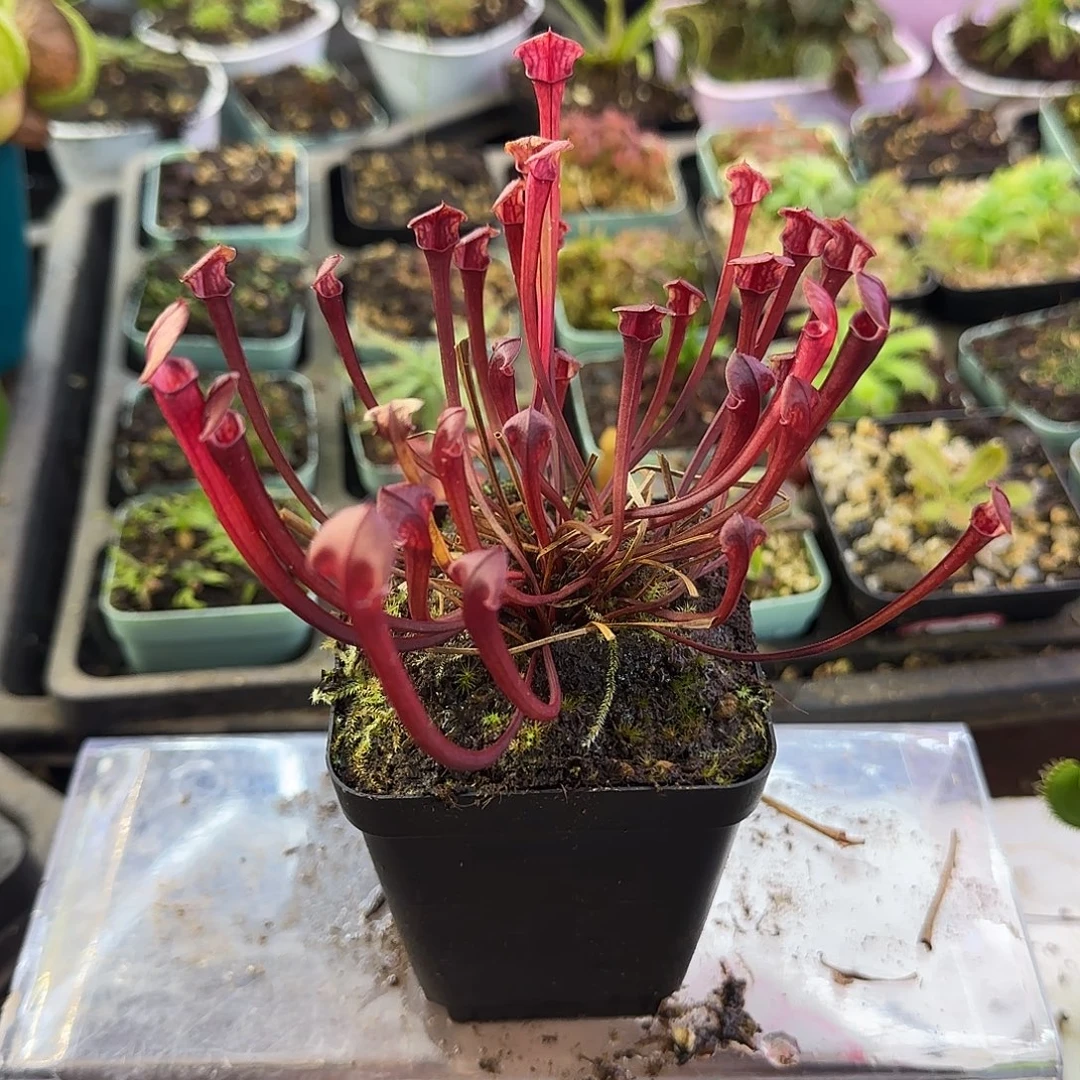 无花朵红管黄瓶丛苗