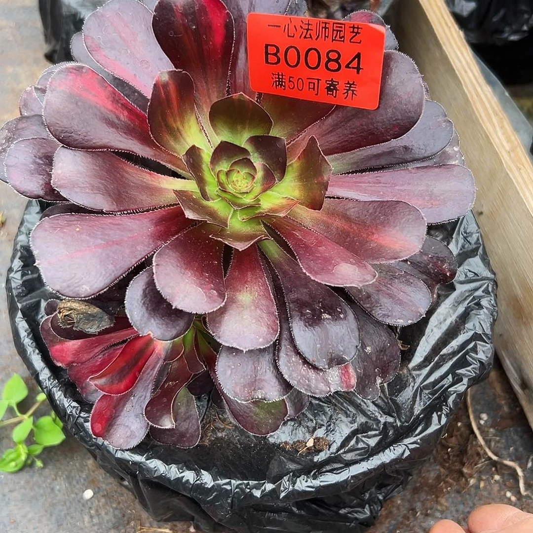 0084多肉植物花蝴蝶