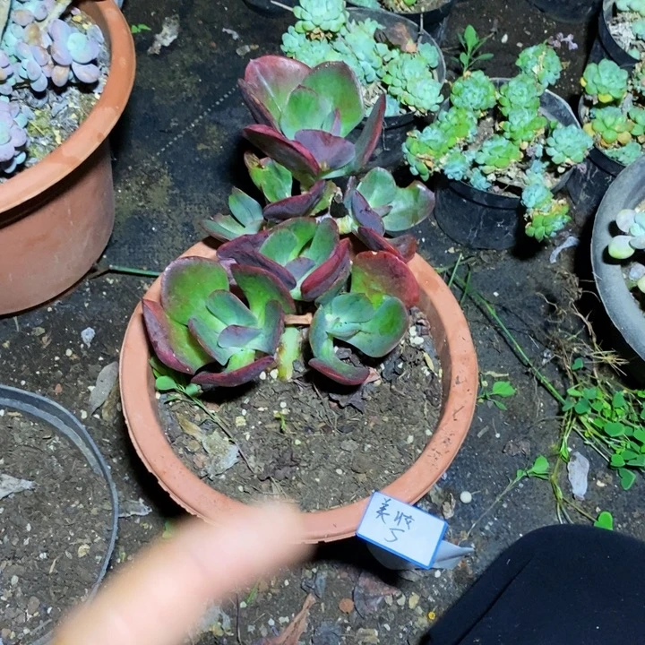 美***）一物一拍一物一拍