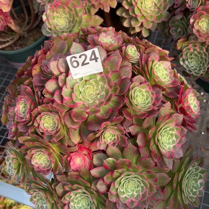 624莲花32厘米左右