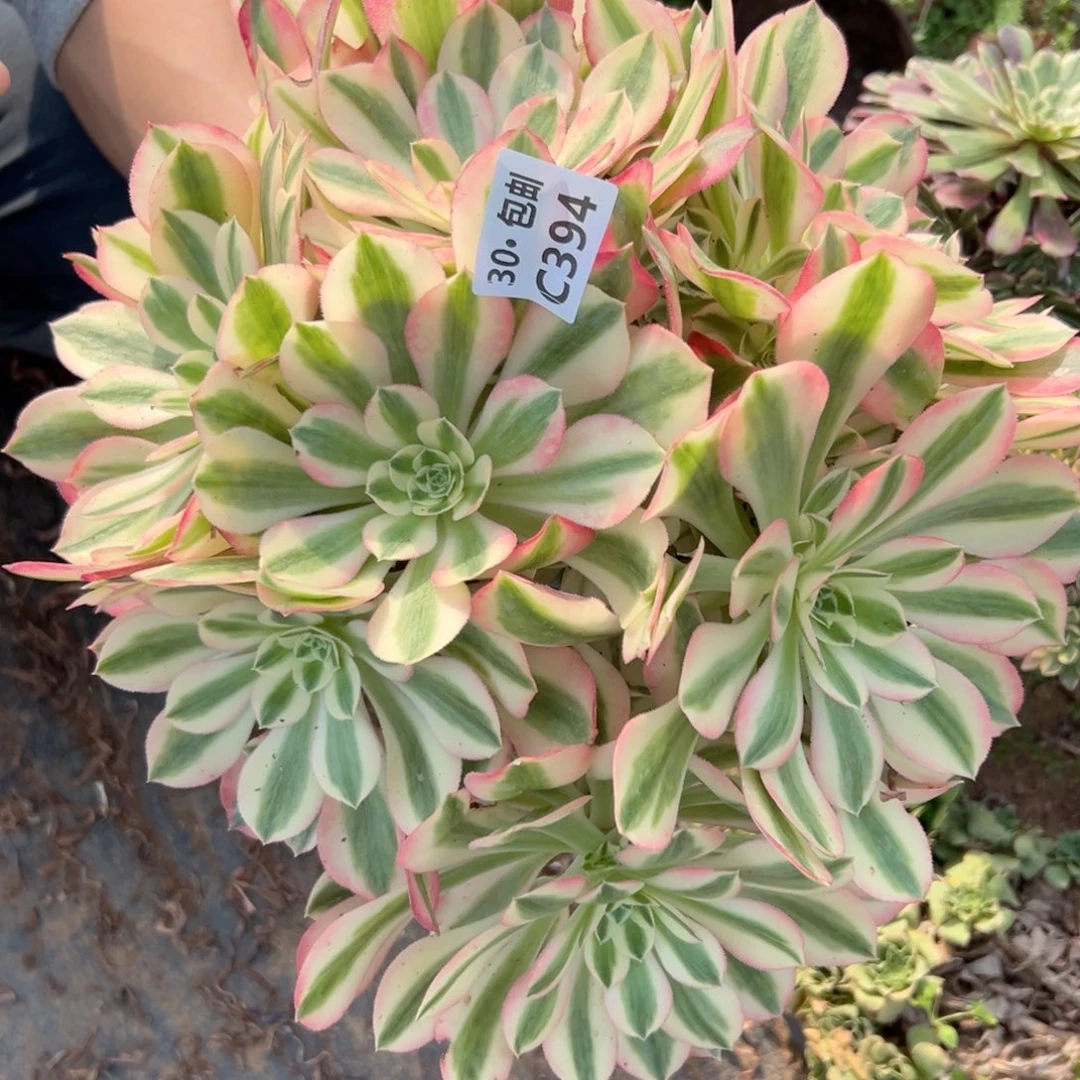 394女巫多肉法师