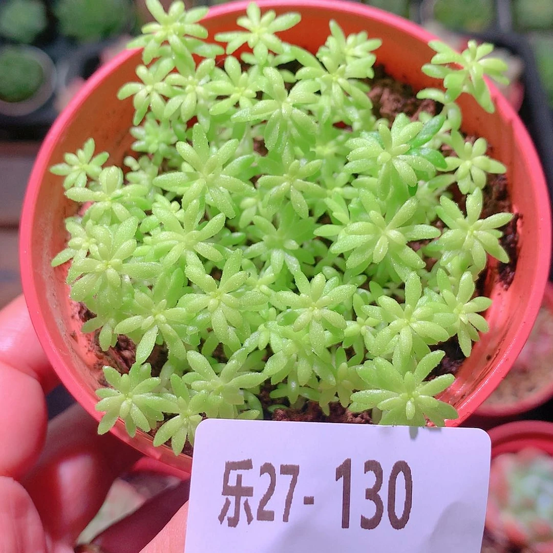 乐然27-130 万年草