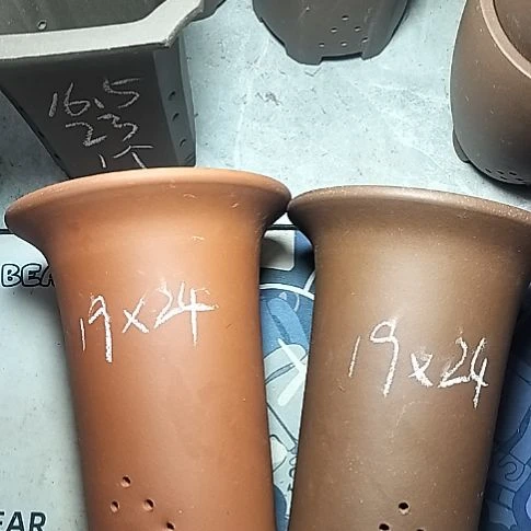 大红大紫兰花两个