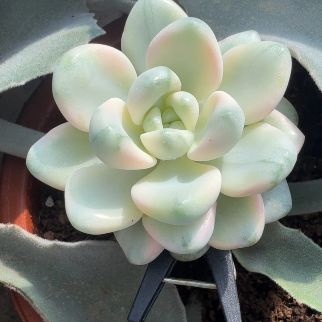 花斑路锦福利一刻腹轮锦