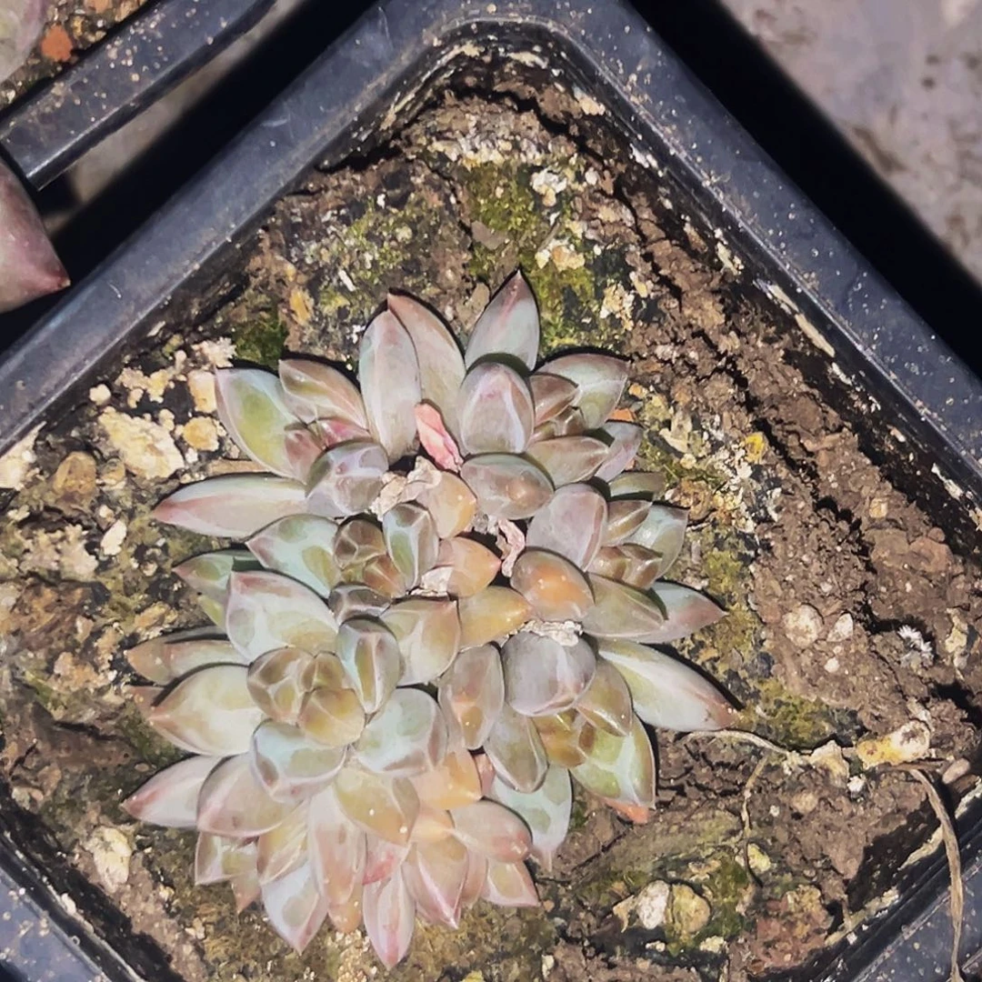 桔云多肉美人精品系列