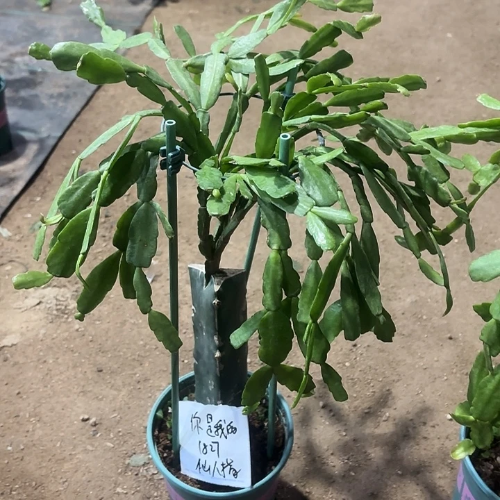 你***一当前无花栽培后可以开花