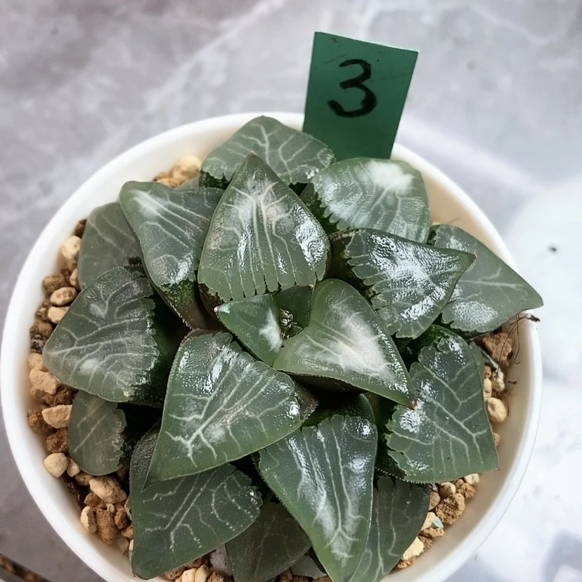 【闪购商品】喜***肉3月影寿