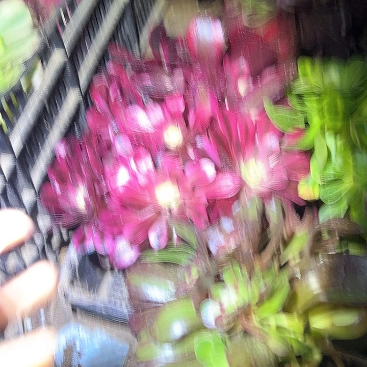 晓*尘一物一拍不售后法师36