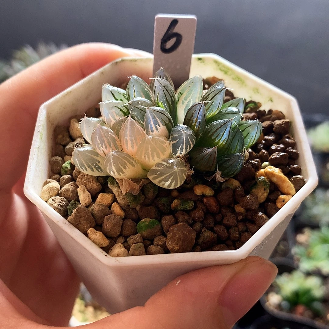 6号，一物一拍，带盆带土