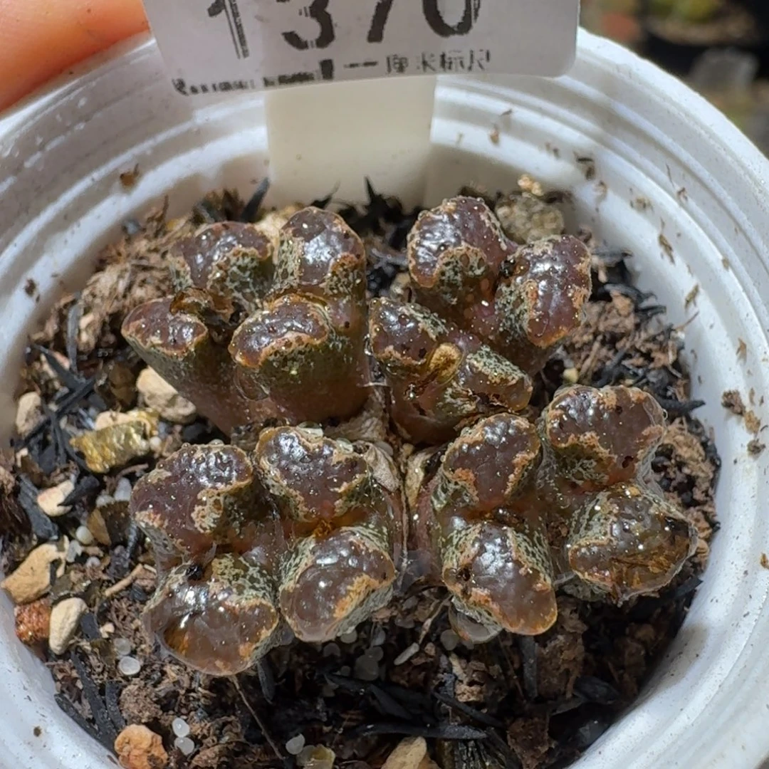 Sss清仓便宜了1370