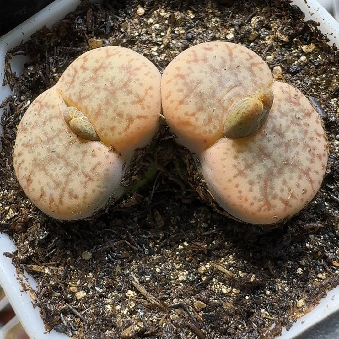 生石花1111111。  290