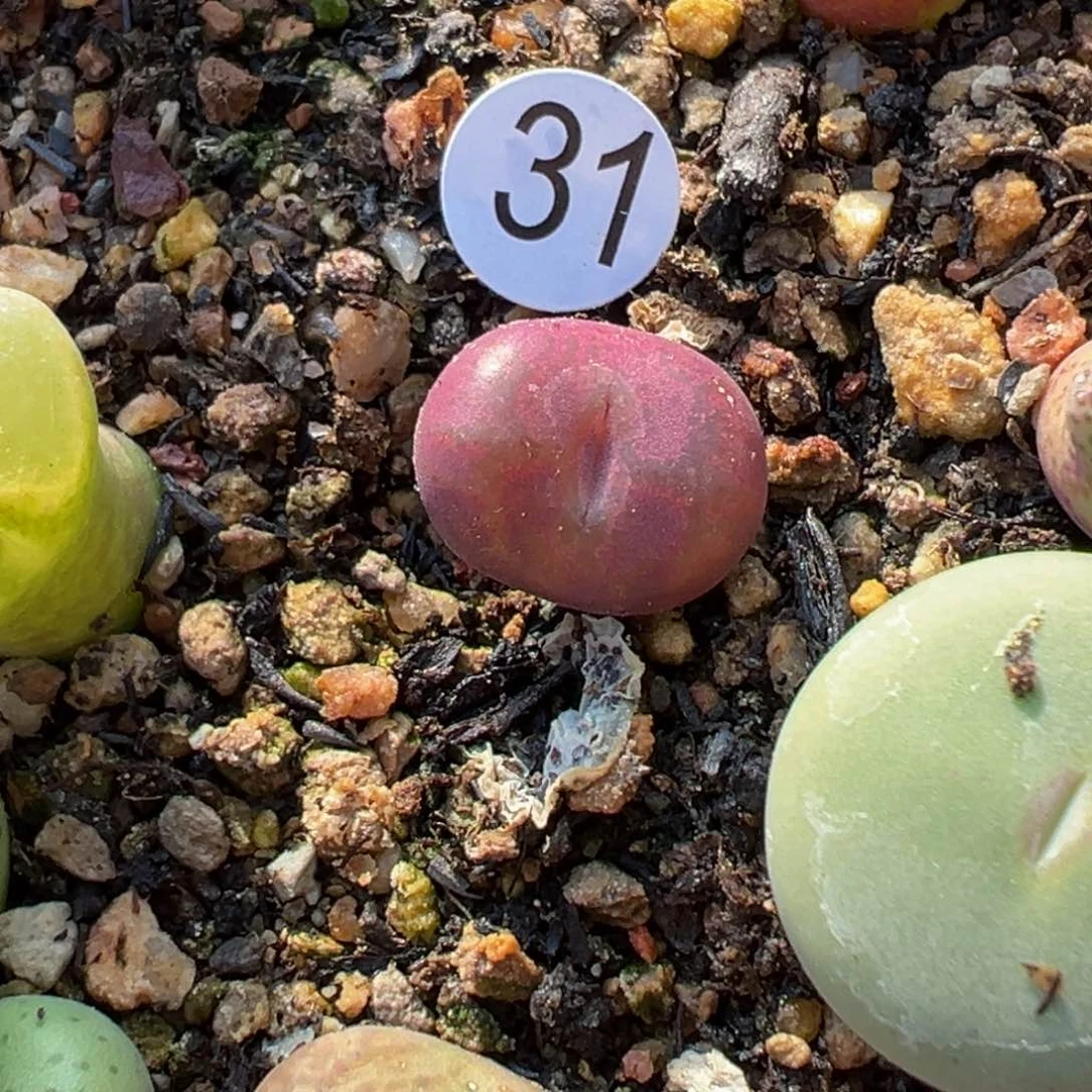 多肉植物111111111111111