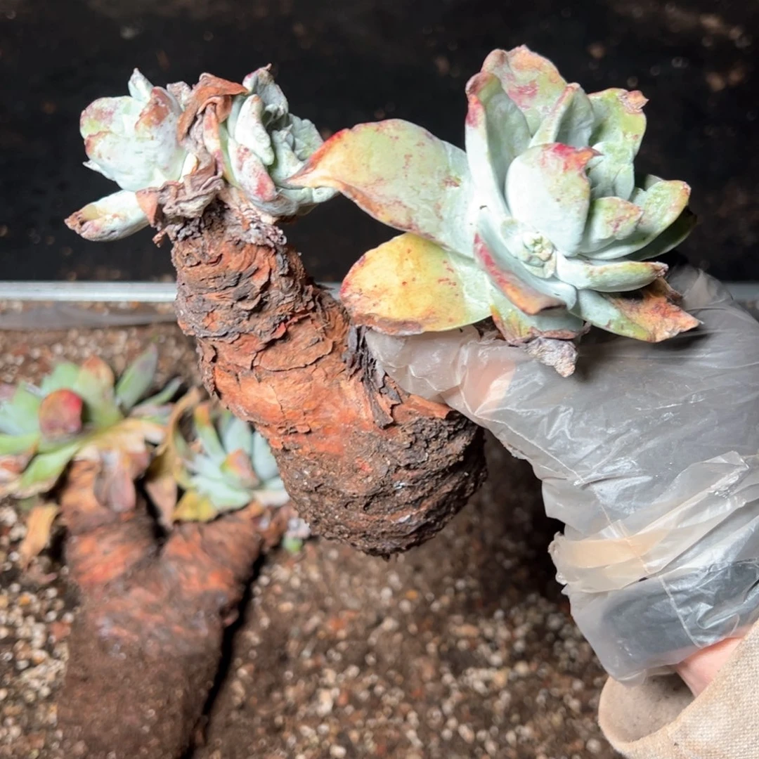 7418哈哈哈哈哈哈哈