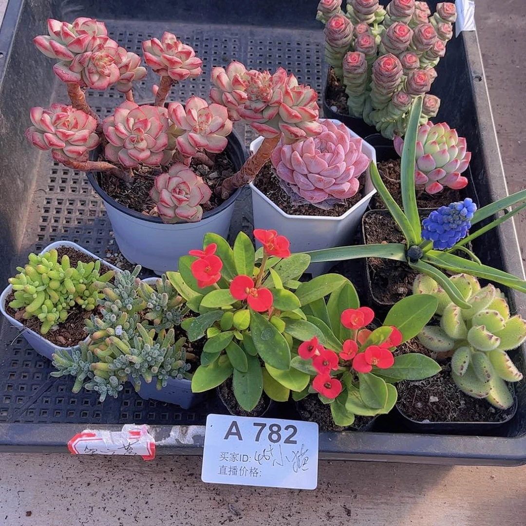 多肉782多肉植物