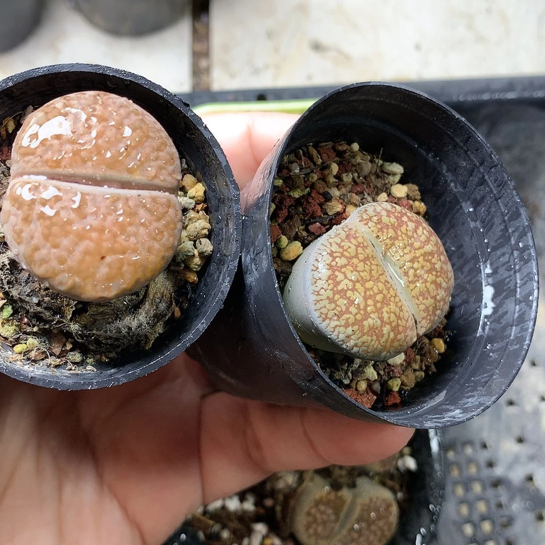 G369多肉植物保护研究所