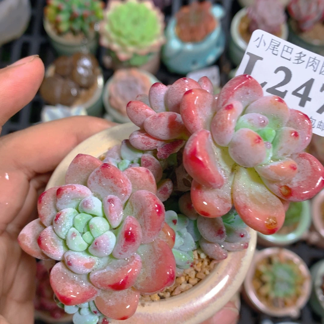 小尾巴5CM迷你拇指盆L247