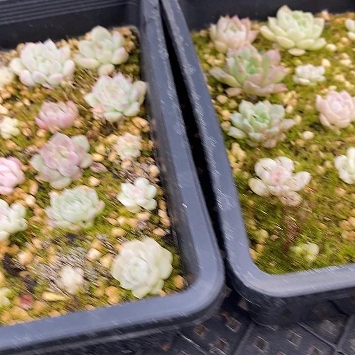 89 多肉植物盆栽植物