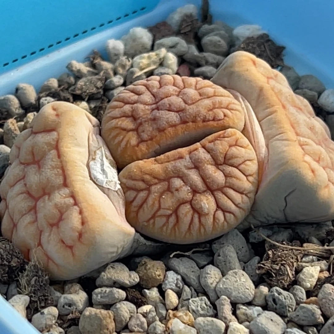 8434羽化睫毛铁261一颗