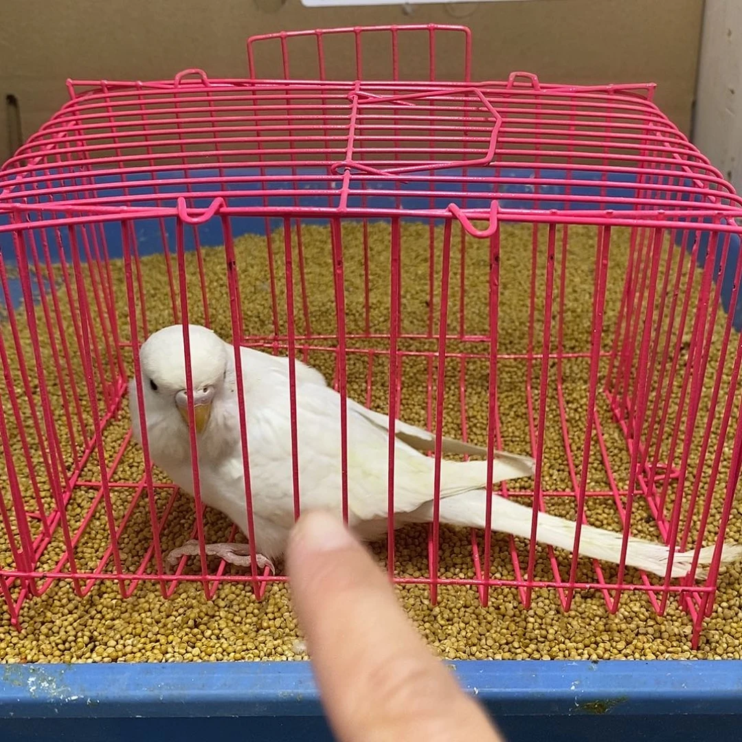 虎皮鹦鹉大头一只