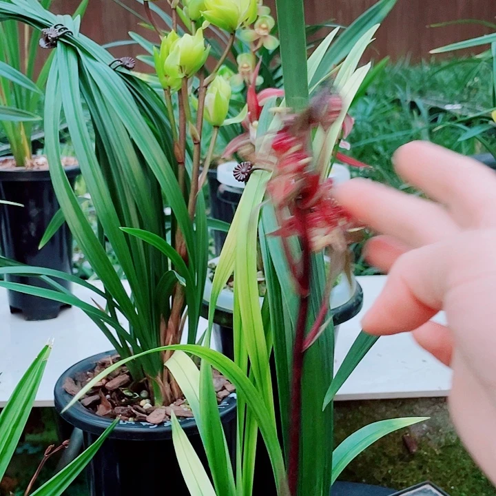 风***月完全开放一物一漂亮开花