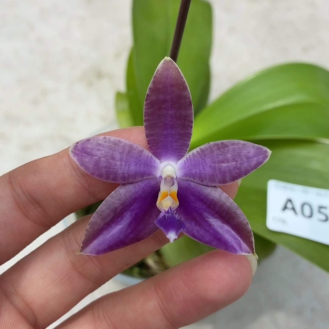 当前无花朵，栽培后可花朵A058yss1199