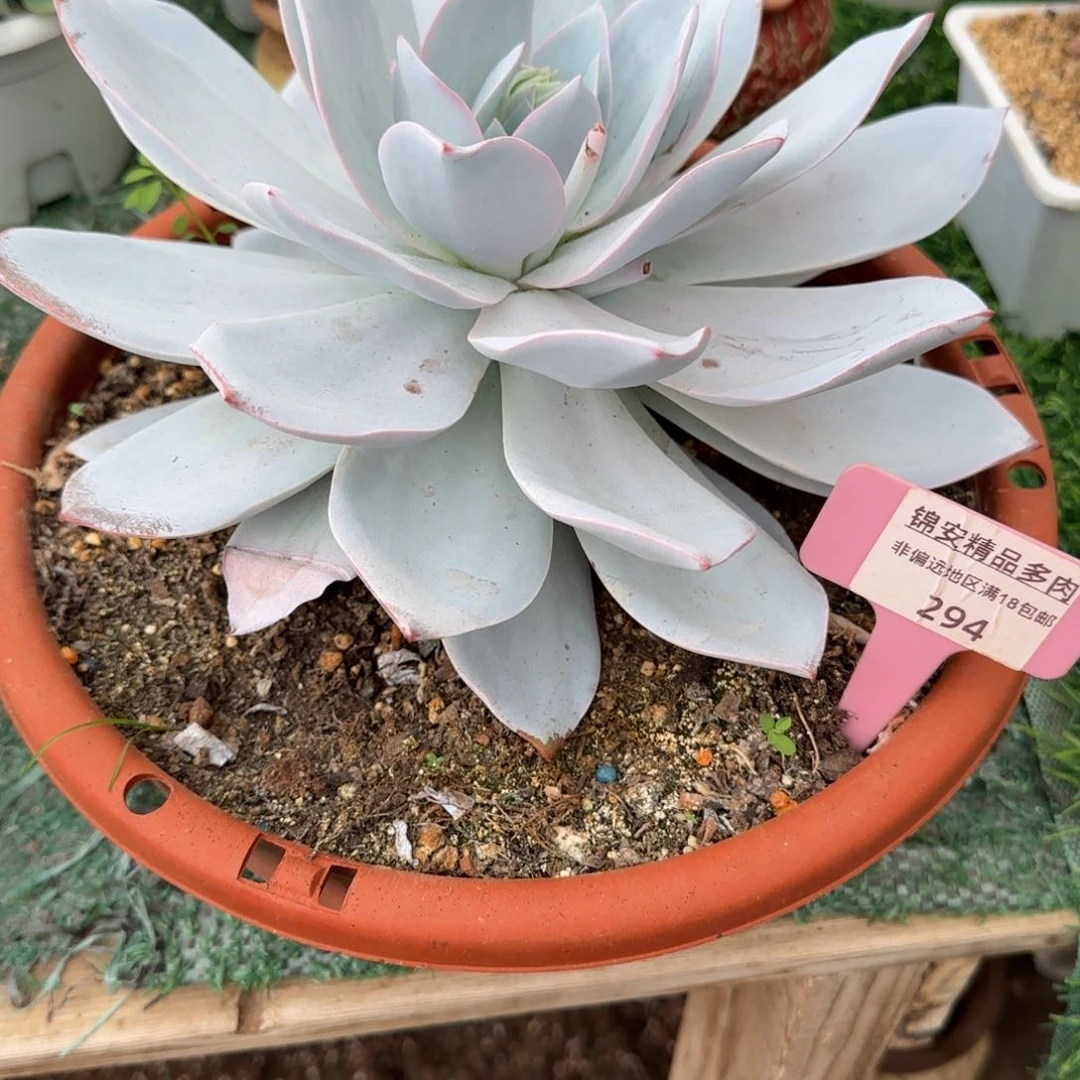 雨*锦安精品多肉植物294