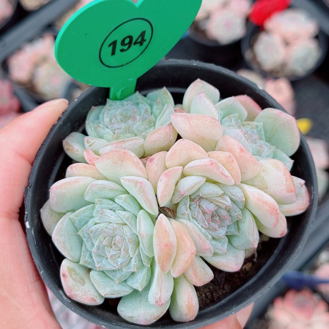 194号老桩玉凝群4头