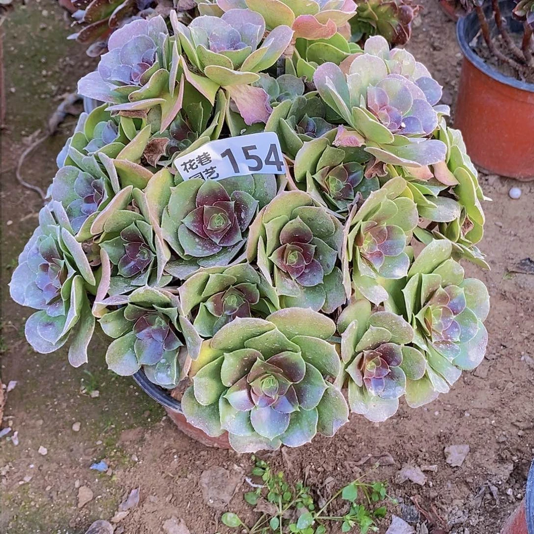 154 号一物一拍多肉植物