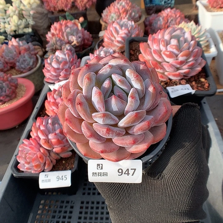 947粉星影多肉植物6666