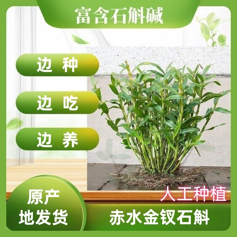 赤水金钗石斛苗 成活率超高 可边种边吃 分清楚  栽培苗和 丛苗
