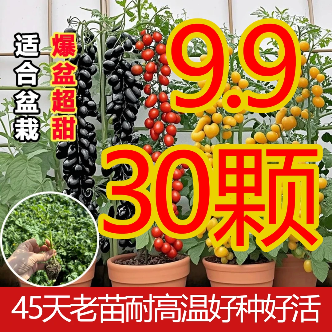【混发】矮生番茄种苗盆栽种植简单高产适合阳台庭院阳台种菜