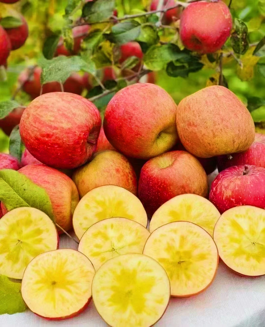 云南丽江冰糖心丑苹果现摘现发新鲜水果脆甜薄皮