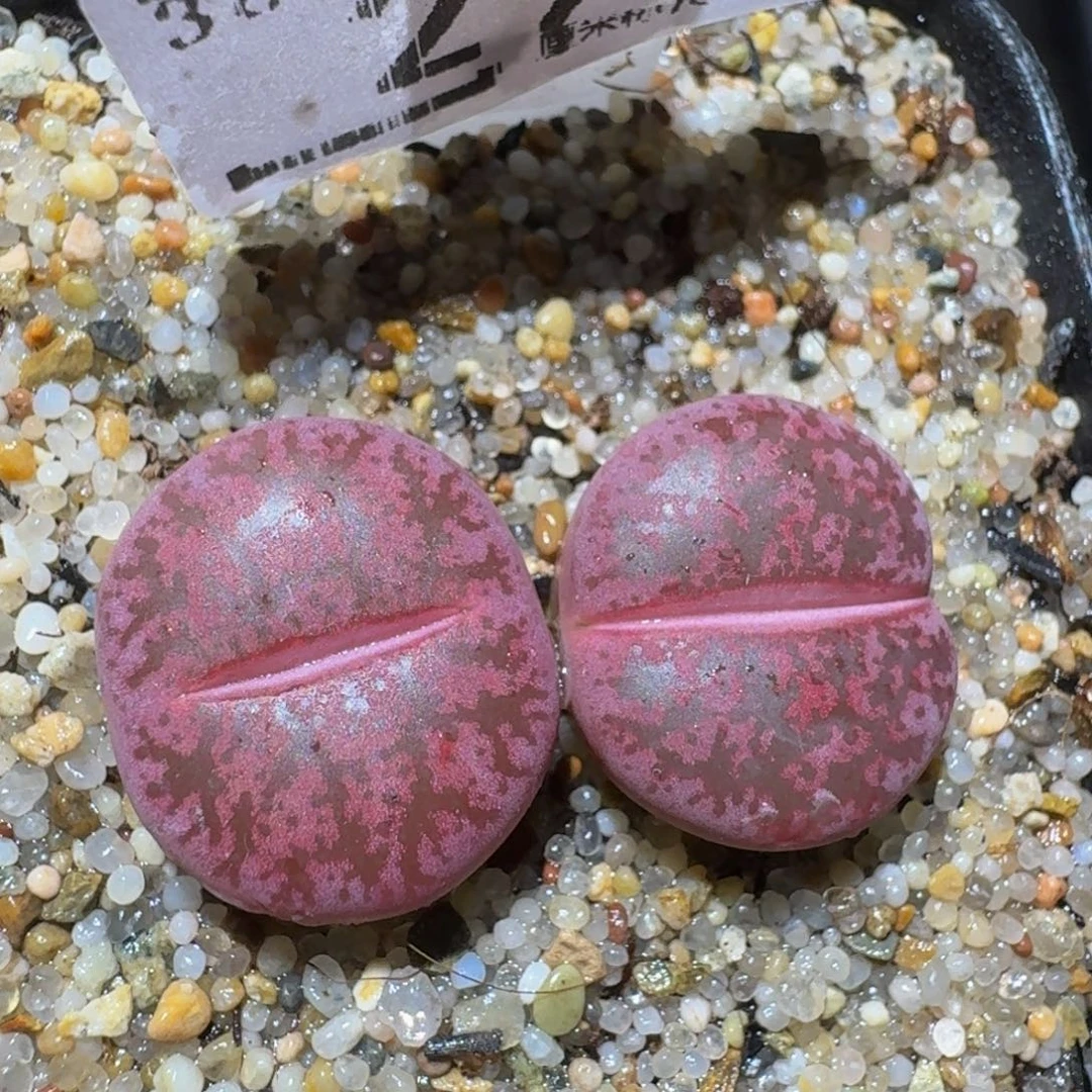 zzzzz精品生石花29