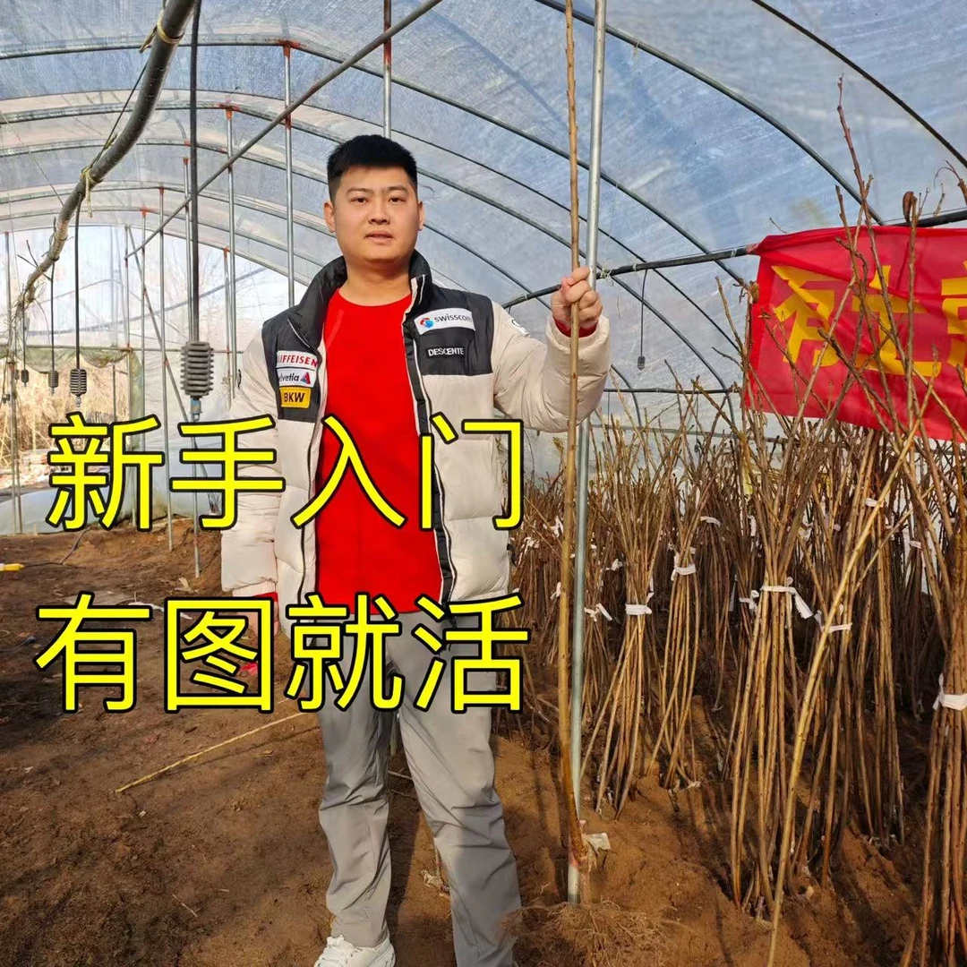 一年生纯正保真大樱桃苗