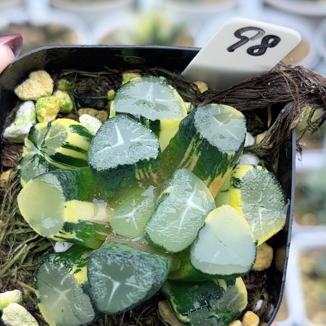 98玉龙万象锦福利专场