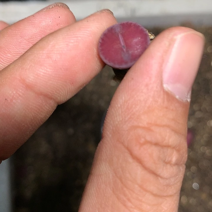 E758全窗酒红多肉植物