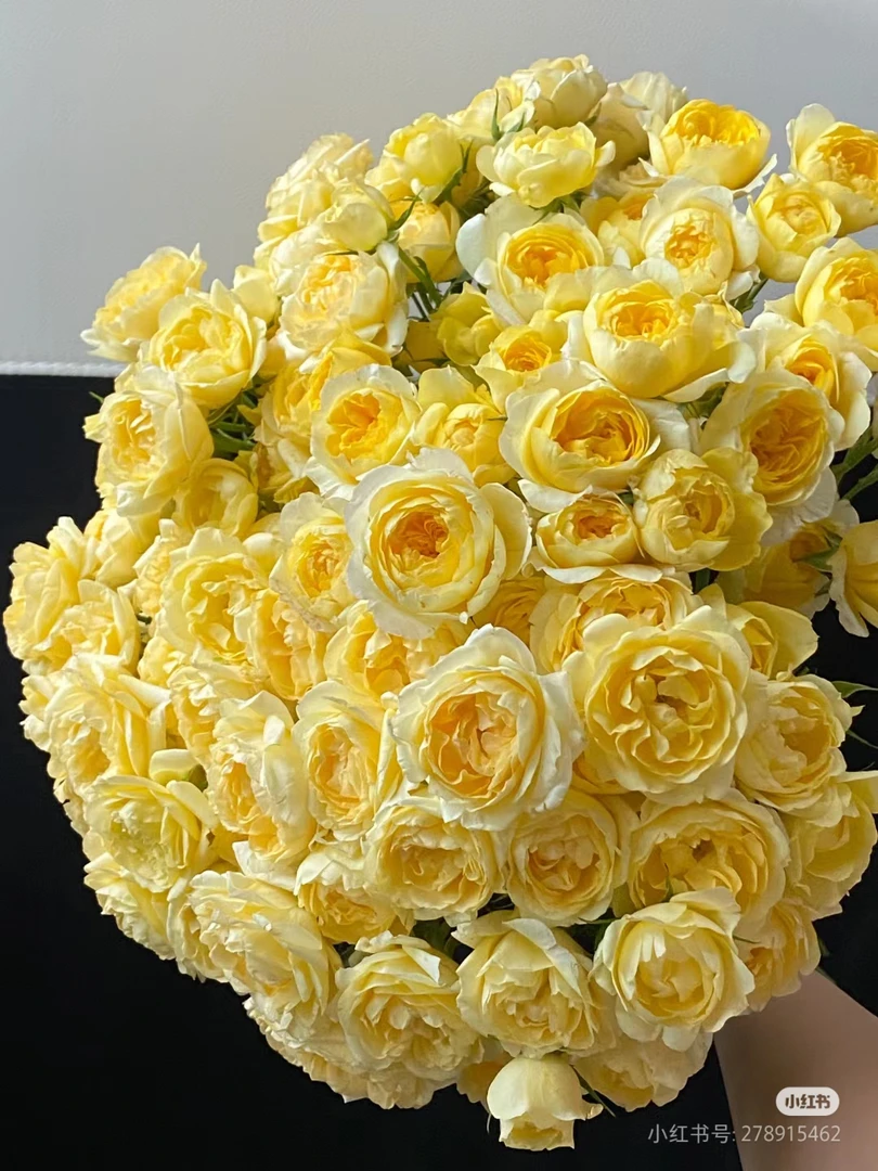 柠檬果汁月季，黄色多头浓香爆花阳台月季