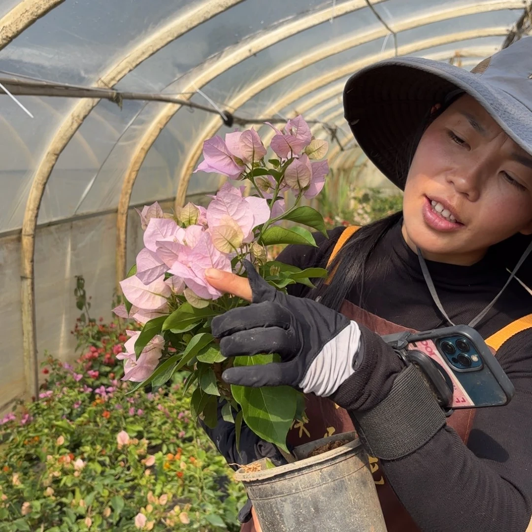 全部花苞（国际粉）三角梅会点花掉叶有大有小