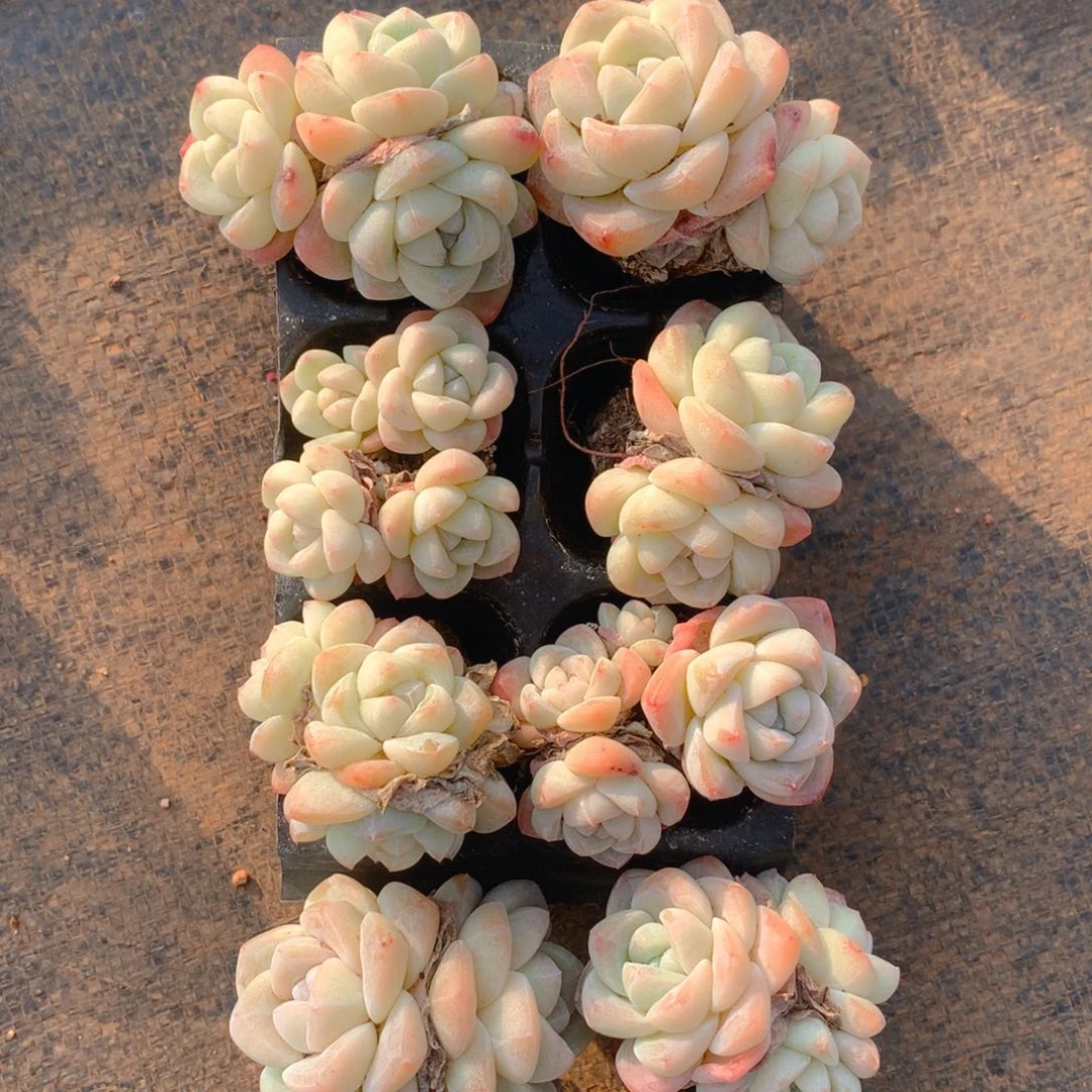 精品冰玉群8个一物一拍