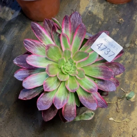 海王多肉植物4737