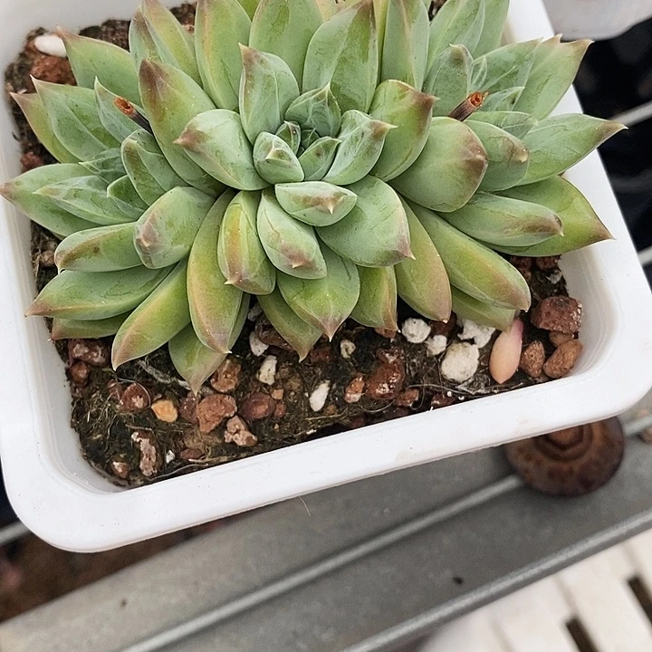 喵*酱幻影1234678900000