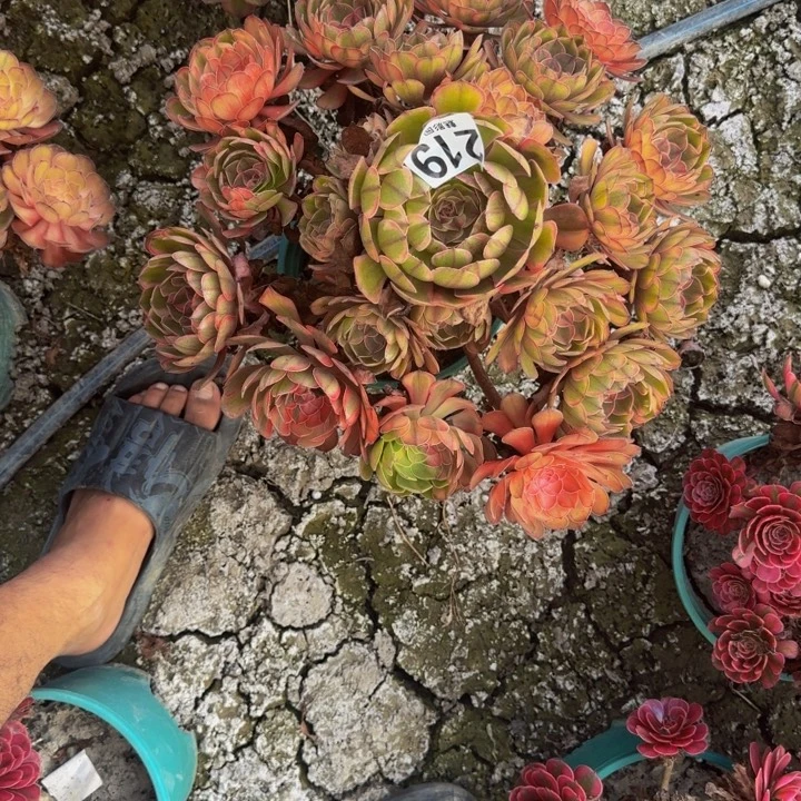 万七彩27-4包邮花花