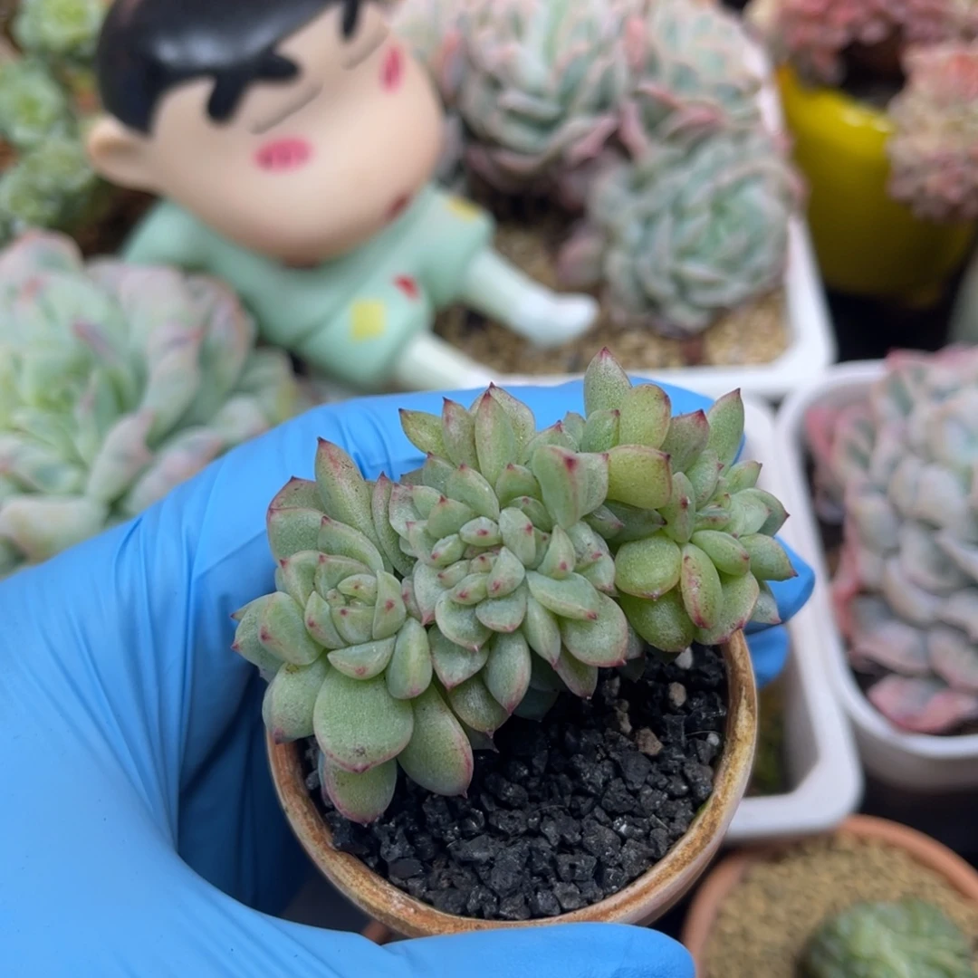 珍妮朵朵缀化 配陶瓷盆