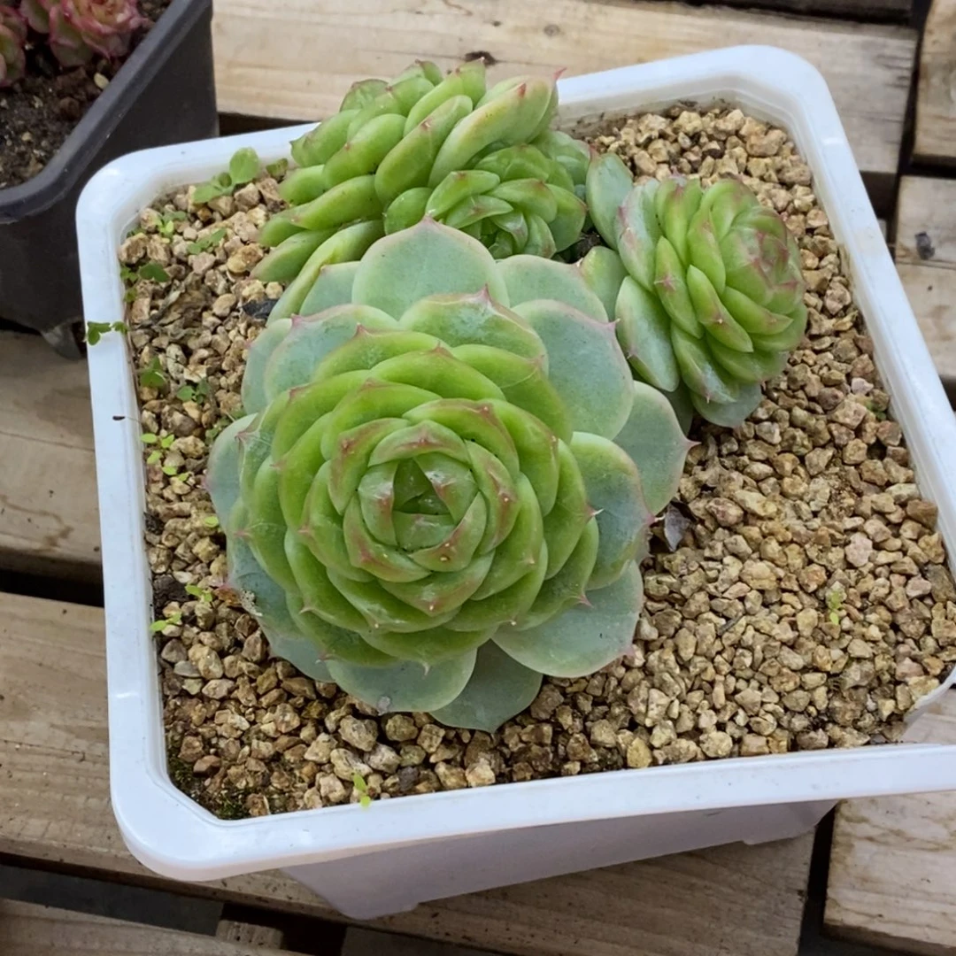 精品多肉一物一拍不包整187