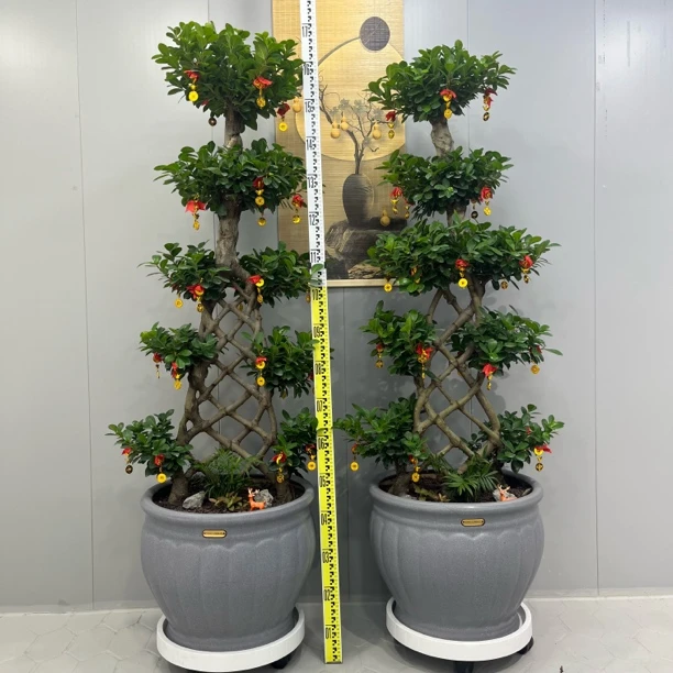 一帆风顺造型嫁接金钱榕树盆景四季常青好养室内外招财绿植